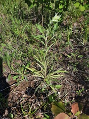 Carlina biebersteinii