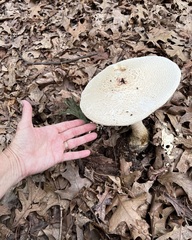 Amanita cokeri