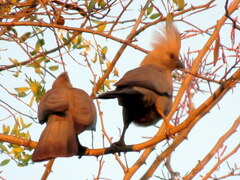 Corythaixoides concolor pallidiceps