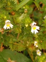 Euphrasia officinalis
