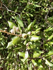 Quercus ilex