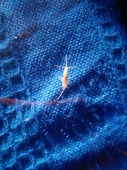 Ctenolepisma longicaudatum