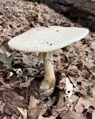 Amanita cokeri