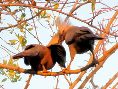 Corythaixoides concolor pallidiceps