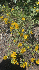 Grindelia squarrosa