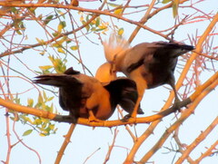 Corythaixoides concolor pallidiceps