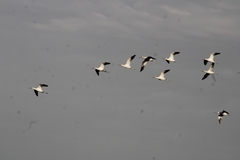 Recurvirostra americana