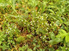 Euphrasia officinalis