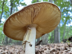 Amanita cokeri
