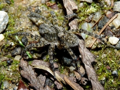 Arctosa perita