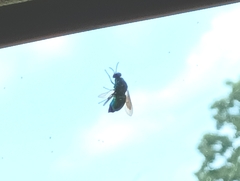 Chrysididae
