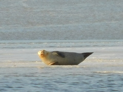 Phoca vitulina vitulina