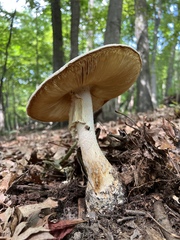 Amanita cokeri