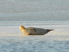 Phoca vitulina vitulina