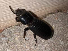 Odontotaenius disjunctus