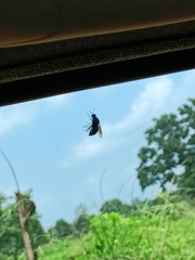 Chrysididae
