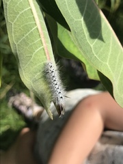 Lophocampa caryae