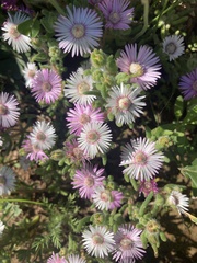 Drosanthemum hispifolium