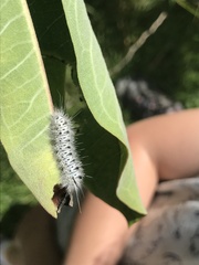 Lophocampa caryae