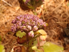 Hylotelephium anacampseros