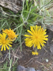 Scorzoneroides autumnalis