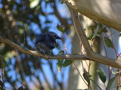 Coracina caesia caesia