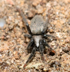 Amusia cataracta