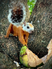 Sciurus variegatoides