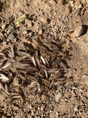 Microhodotermes viator