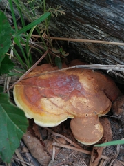 Ganoderma curtisii
