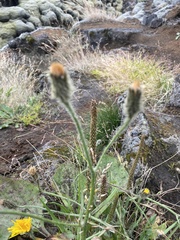 Scorzoneroides autumnalis