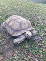 Centrochelys sulcata