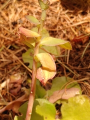 Hylotelephium anacampseros