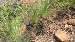 Xanthorrhoea johnsonii