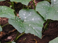 Cucurbita moschata