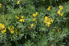 Chamaecytisus austriacus