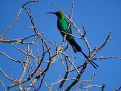 Nectarinia famosa famosa