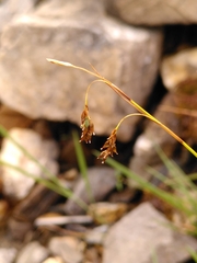 Carex capillaris