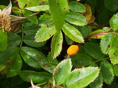Phragmidium rosae-pimpinellifoliae