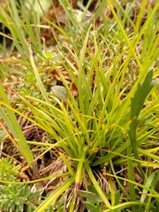 Carex capillaris