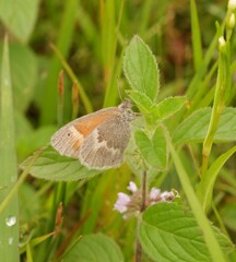 Coenonympha california