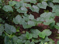Cucurbita moschata