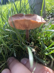 Lactarius rubidus