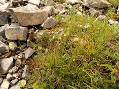 Carex capillaris