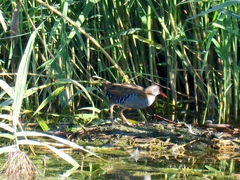 Rallus aquaticus