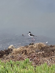 Himantopus mexicanus