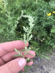 Artemisia
