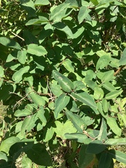 Lonicera