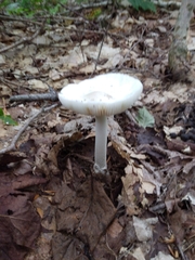 Amanita bisporigera