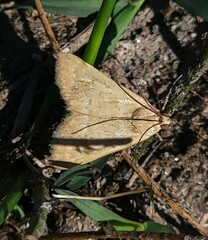 Achyra rantalis